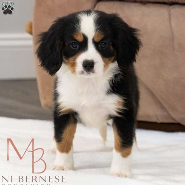 Rosie, Miniature Bernese Mountain Dog Puppy